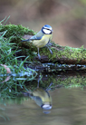 Blue Tit