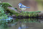  Blue Tit