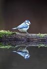  Blue Tit