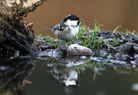  Coal Tit