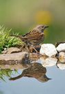 Dunnock