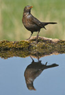 Female Blackbird