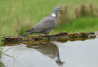 Wood Pigeon