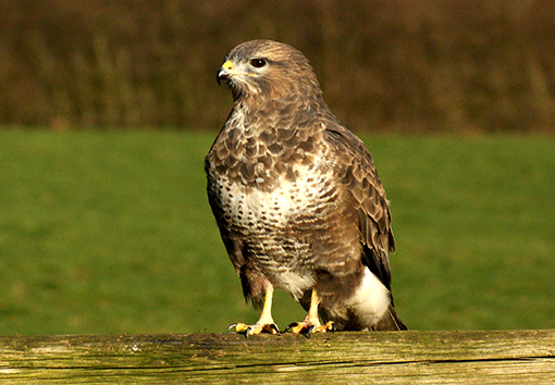 Photograph of Buzzard