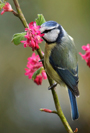Blue Tit