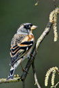 Brambling