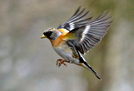 Brambling in flight