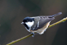 Coal Tit