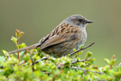 Dunnock