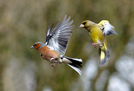 Finches in flight