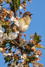 Garden Warbler