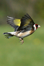 Goldfinch