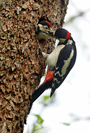 Great Spotted Woodpecker