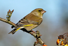 Greenfinch