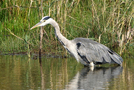 Grey Heron