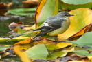 Grey Wagtail