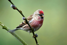 Lesser Redpoll