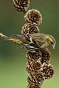 Siskin