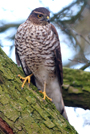 Sparrowhawk