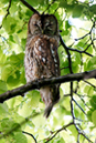 Tawny Owl