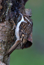 Treecreeper