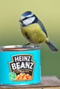  Blue Tit