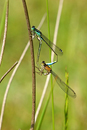 Blue Tailed Damselflies