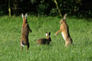 Brown Hare