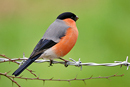  Bullfinch