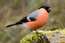 Bullfinch