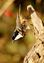 Coal Tit