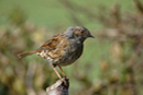 Dunnock