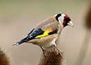 Goldfinch