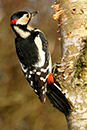 Great Spotted Woodpecker