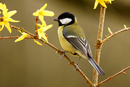 Great Tit