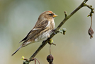  Lesser Redpoll