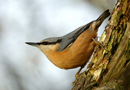  Nuthatch