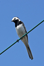 Pied Wagtail