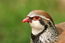 Red Legged Partridge