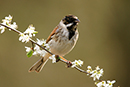  Reed Bunting