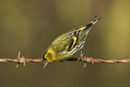 Siskin