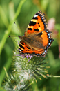  Small Tortoiseshell