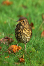 Song Thrush