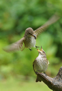  Spotted Flycatchers