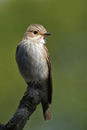 Spotted Flycatcher