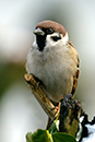  Tree Sparrow