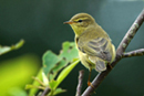 Willow Warbler