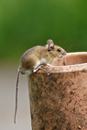 Woodmouse