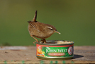  Wren