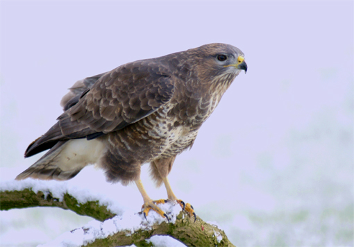 Buzzard Photograph